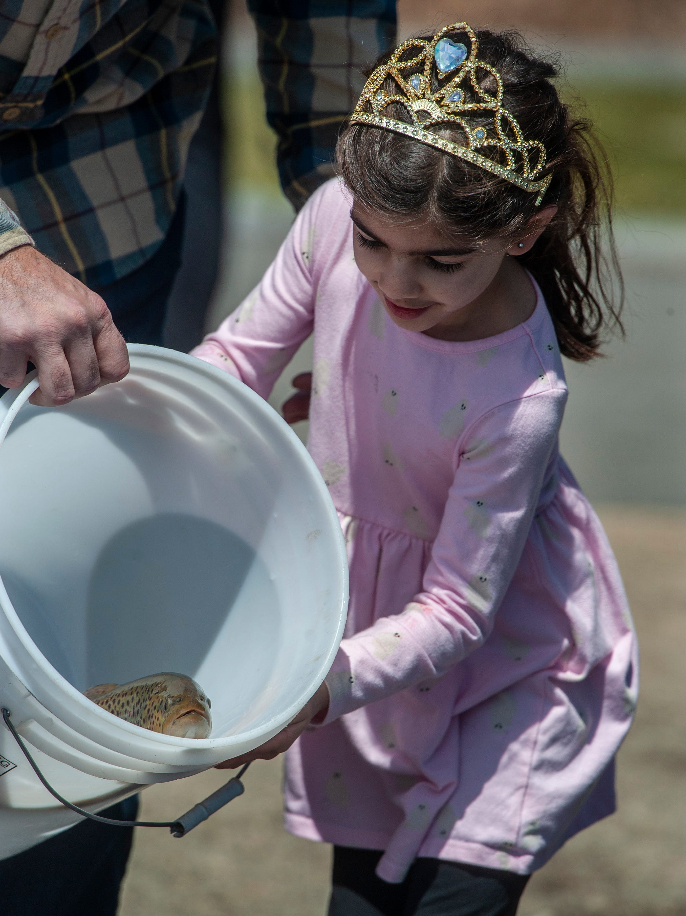 Livi Annicelli, 5, of Hopkinton, releases a bucket of brown trout from the Mass Wildlife Sunderland Hatchery into the Hopkinton Reservoir at Hopkinton State Park, April 17, 2024. Dozens of children showed up at the park to release 400 brown trout. Mass Wildlife is releasing 500,000 trout into Massachusetts waters this Spring.