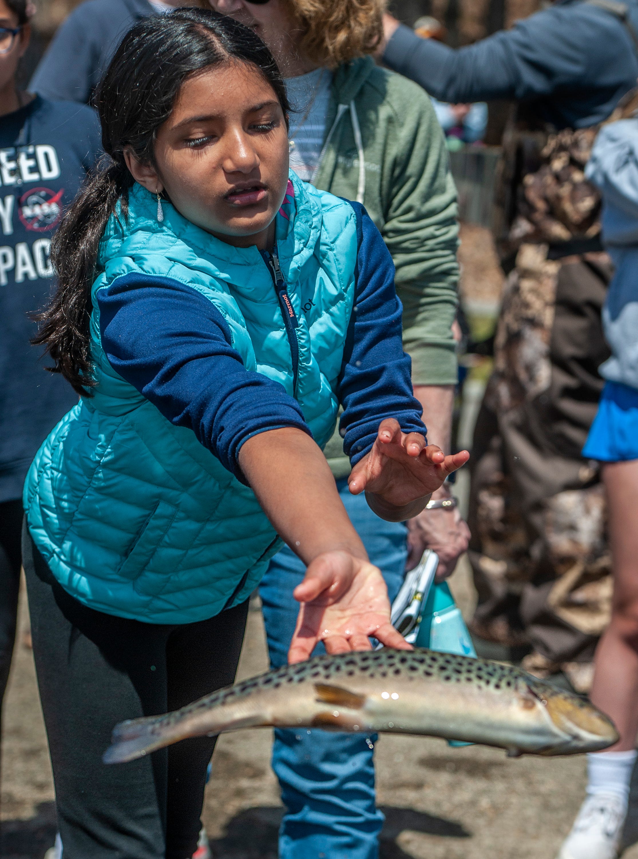 Megan Abraham, 10, of Hopkinton, releases one of 400 brown trout from the Mass Wildlife Sunderland Hatchery into the Hopkinton Reservoir at Hopkinton State Park, April 17, 2024. Mass Wildlife is releasing 500,000 trout into Massachusetts waters this Spring.